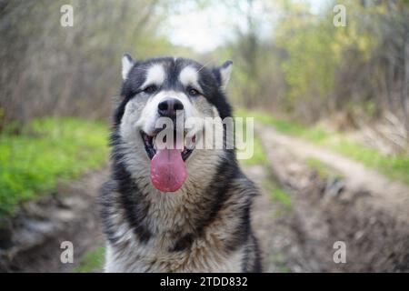 Alaska Malamute im Frühlingswald Stockfoto