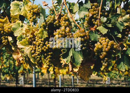 Weißweintrauben in den Weinbergen. Natürliche Pflanzen in der Erntezeit. Stockfoto