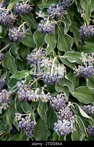 Hedera Helix, Winter, Beeren Stockfoto