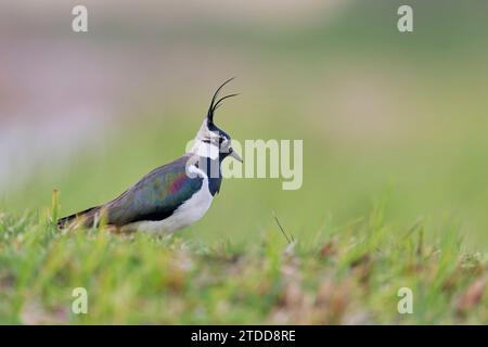 Kiebitz, Vanellus Vanellus, nördlichen Kiebitz Stockfoto