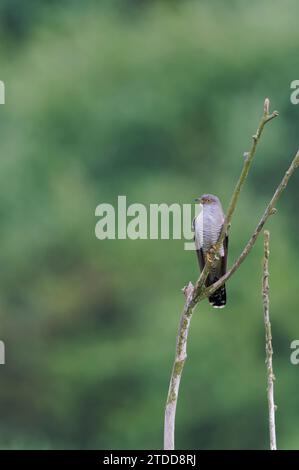 Kuckuck Männchen, Cuculus canorus, männlicher Kuckuck Stockfoto