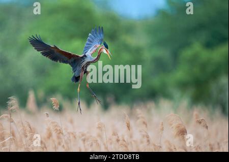 Purpurreiher im Flug, Ardea purpurea, Purpurreiher im Flug Stockfoto