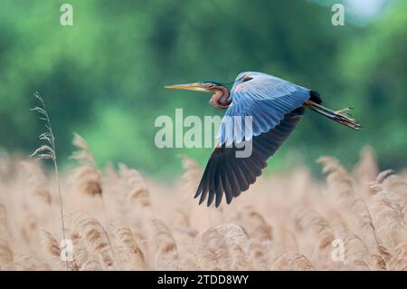 Purpurreiher im Flug, Ardea purpurea, Purpurreiher im Flug Stockfoto