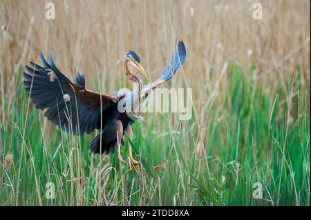 Purpurreiher im Flug, Ardea purpurea, Purpurreiher im Flug Stockfoto