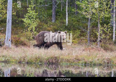 Erwachsener männlicher Eurasischer Braunbär (Ursus arctos) Kostamustie Finnland. Juni 2023 Stockfoto