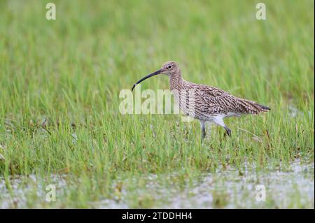 Grosser Brachvogel, Numenius arquata, Eurasian Curlew Stockfoto