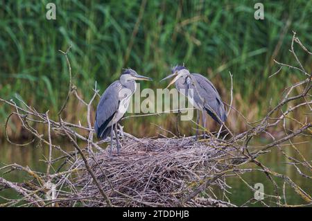 Graureiher Ardea Cinerea, Graureiher Stockfoto