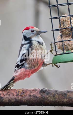 Mittelspecht, Dendrocopos medius, Mittelfleckspecht Stockfoto