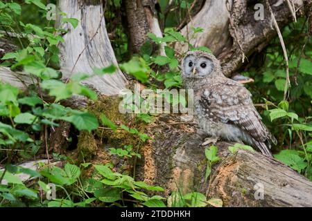 Habichtskauz Jungvogel, Strix uralensis, juvenile Uraleule Stockfoto