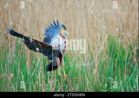 Purpurreiher im Flug, Ardea purpurea, Purpurreiher im Flug Stockfoto