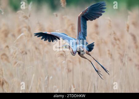 Purpurreiher im Flug, Ardea purpurea, Purpurreiher im Flug Stockfoto