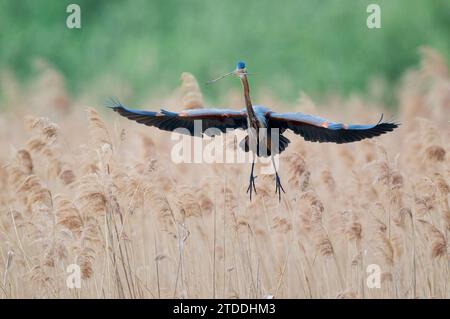 Purpurreiher im Flug, Ardea purpurea, Purpurreiher im Flug Stockfoto