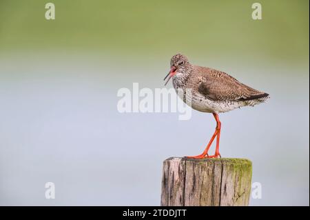 Rotschenkel Tringa Totanus, gemeinsame Rotschenkel Stockfoto