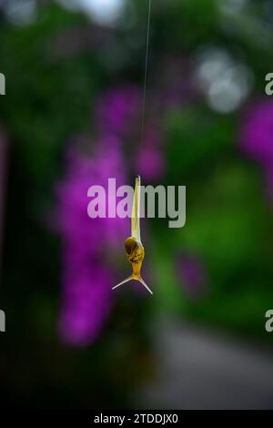 Die kleine Schnecke mit gelber Schale hängt Stockfoto