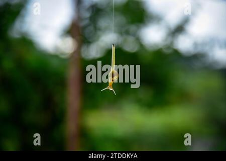 Die kleine Schnecke mit gelber Schale hängt Stockfoto