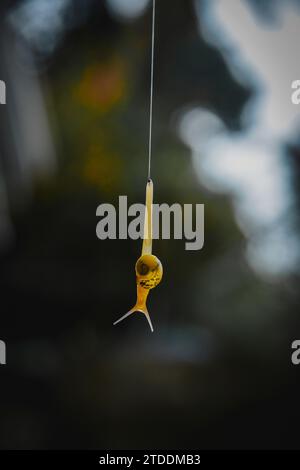 Die kleine Schnecke mit gelber Schale hängt Stockfoto