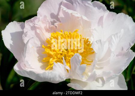 Weiße Pfingstrosenblüte Paeonia „Krinkled White“, zart rosa Blütenblätter Stockfoto