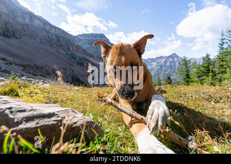 Wunderschöne Hundewanderung In Der Wunderschönen Berglandschaft Stockfoto