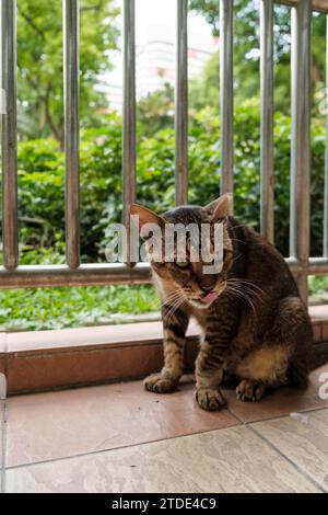 Grünäugige Katze leckt auf Gehsteig Stockfoto