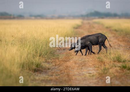 Wildschwein oder Andamanese oder Moupin-Schwein oder Sus scrofa cristatus Familienmutter ihr junges Baby überquert Waldweg Straßenprofil Tal chhapar Stockfoto