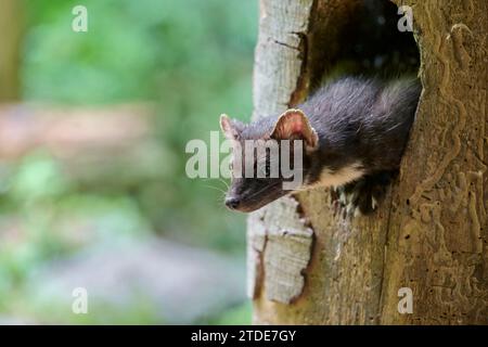 Baummarder, Martes Martes, europäischen Baummarder Stockfoto