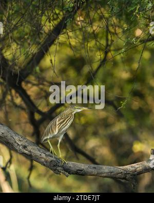 Indian Pond Heron oder Ardeola grayii, hoch oben auf einem Zweig mit natürlichem grünen Hintergrund im keoladeo-Nationalpark bharatpur, Vogelschutzgebiet rajasthan india Stockfoto