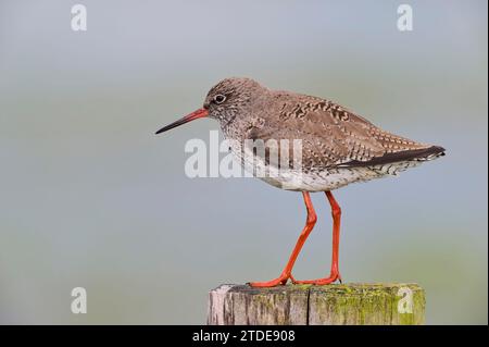 Rotschenkel Tringa Totanus, gemeinsame Rotschenkel Stockfoto