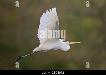 Silberreiher, Ardea Alba, Europäische Silberreiher Stockfoto