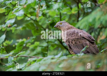 Wespenbussard, Pernis apivorus, Westlicher Honigbussard Stockfoto