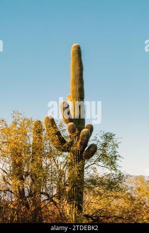 Saguaro-Kakteen im Nationalpark zur goldenen Stunde am Abend Stockfoto