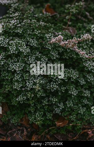 Garten Thymian bedeckt mit Frost Stockfoto