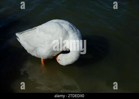 Weiße Gans steht im Wasser. Gänsewaschbar. Stockfoto