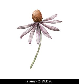 Rudbeckia in Aquarellen. Handbemalte Koneflower. Blühender Kopf mit braunem Herz. Botanische Illustration für Grußkarten, Hochzeitseinladungen, Packung Stockfoto