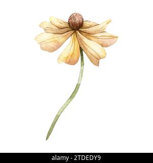 Rudbeckia in Aquarellen. Handbemalte Koneflower. Blühender Kopf mit braunem Herz. Botanische Illustration für Grußkarten, Hochzeitseinladungen, Packung Stockfoto