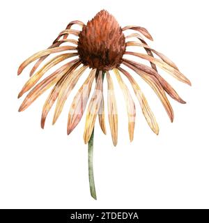 Rudbeckia in Aquarellen. Handbemalte Koneflower. Blühender Kopf mit braunem Herz. Botanische Illustration für Grußkarten, Hochzeitseinladungen, Packung Stockfoto