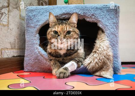 Eine Tabbykatze mit einer bandagierten Pfote, auf der ein Injektionskatheter installiert ist, blickt aus einem Katzenhaus auf einem mehrfarbigen Boden in Form von Puzzles Stockfoto