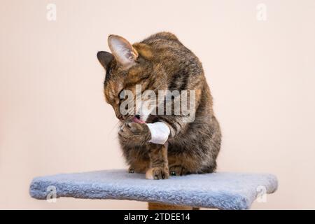 Katzentabby, der auf einem weichen Katzenständer sitzt, leckt eine bandagierte Pfote Stockfoto