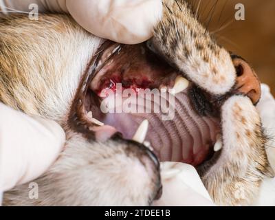 Untersuchung des Heilungsprozesses des Zahnfleisches im Katzenmund am zweiten Tag nach Entfernung verfaulter, kranker Zähne Stockfoto