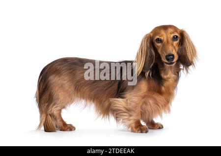 Niedlicher, glatter, langhaariger Dachshund-Hund alias teckel, der seitlich aufsteht. Blick auf die Kamera. Isoliert auf weißem Hintergrund. Stockfoto