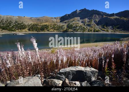 Massen von Saatgut Rosebay Willowherb oder Fireweed, Chamaenerion angustifolium, mit Samenkapseln und Baumwoll Samen am Ufer des Allos Lake France Stockfoto