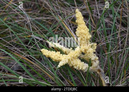 Fuligo septica Schleimform oder Schleimform, bekannt als Rührei Schleim, Blumenkraut, Jasmin Schimmel oder Dog Erbrochenform, die in Gras wächst Stockfoto