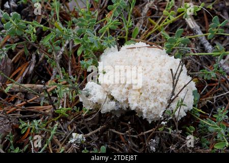 Fuligo septica Schleimform oder Schleimform, bekannt als Rührei Schleim, Blumenkraut, Jasmin Schimmel oder Dog Erbrochenform, die in Gras wächst Stockfoto