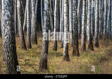 Weiße Birkenstämme. Sonniger Birkenwald Stockfoto