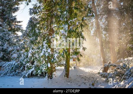 Magischer Wintermorgen im Park mit fallendem Schnee und Sonnenstrahlen, die die Szene mit warmem Licht beleuchten Stockfoto