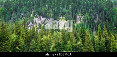 Nadelwald auf felsigem Hügel des Berges im Tatra-Nationalpark Stockfoto