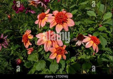 Nahaufnahme von Anemonen-Orangen-Dahlien „Totally Tangerine“-Blüten, die im Sommer an England Großbritannien blühten Stockfoto