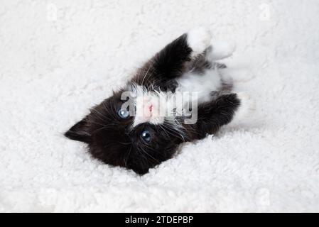 Süßes und lustiges Kätzchen, das auf einem flauschigen weißen Laken liegt. Stockfoto