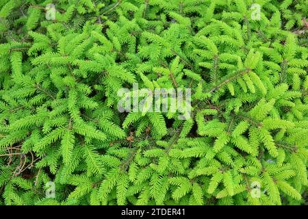 Tannenzweige mit frischen Trieben im Frühjahr. Junge grüne Triebe aßen im Frühling. Tannenzweige auf grünem Hintergrund. Sonniger Frühlingstag. Stockfoto