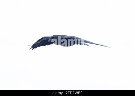 Northern Raven (Corvus corax) fliegt Cornwall im August 2023 Stockfoto