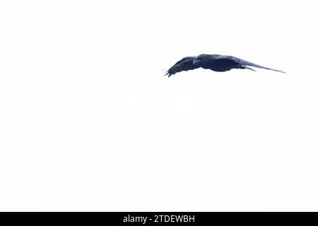 Northern Raven (Corvus corax) fliegt Cornwall im August 2023 Stockfoto